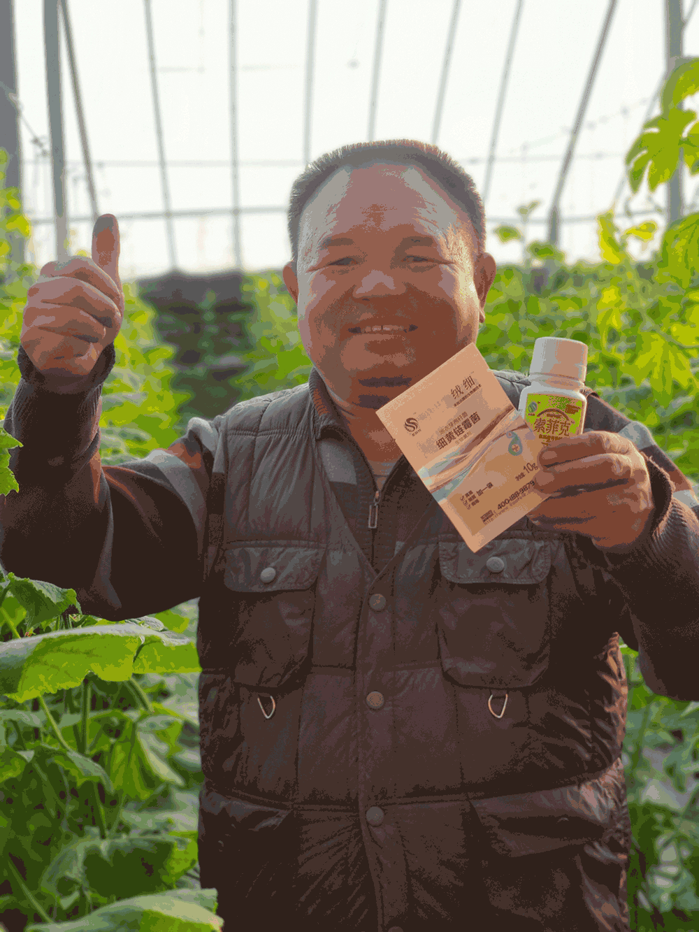 辽宁凌源市场：索菲克+绒细组合预防治疗杨大哥大棚黄瓜的菌核病杨大哥开心的点赞.png